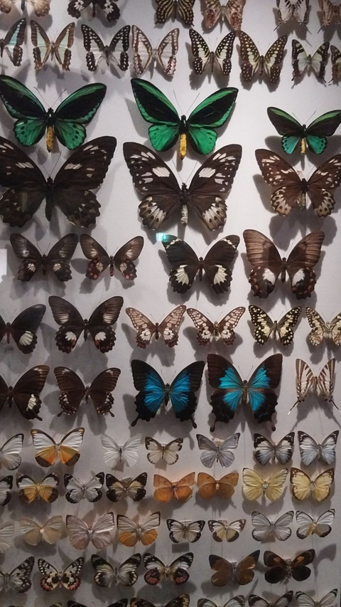 Header of mothgirlfriend